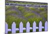 USA, Washington State, Sequim. Field of Lavender with Picket Fence-Jean Carter-Mounted Photographic Print