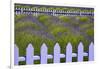 USA, Washington State, Sequim. Field of Lavender with Picket Fence-Jean Carter-Framed Premium Photographic Print