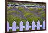 USA, Washington State, Sequim. Field of Lavender with Picket Fence-Jean Carter-Framed Premium Photographic Print