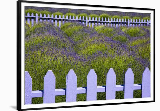 USA, Washington State, Sequim. Field of Lavender with Picket Fence-Jean Carter-Framed Premium Photographic Print