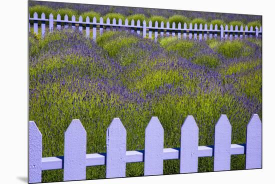 USA, Washington State, Sequim. Field of Lavender with Picket Fence-Jean Carter-Mounted Premium Photographic Print