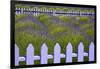 USA, Washington State, Sequim. Field of Lavender with Picket Fence-Jean Carter-Framed Premium Photographic Print