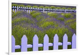 USA, Washington State, Sequim. Field of Lavender with Picket Fence-Jean Carter-Framed Photographic Print