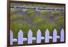 USA, Washington State, Sequim. Field of Lavender with Picket Fence-Jean Carter-Framed Photographic Print