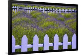 USA, Washington State, Sequim. Field of Lavender with Picket Fence-Jean Carter-Framed Photographic Print