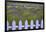 USA, Washington State, Sequim. Field of Lavender with Picket Fence-Jean Carter-Framed Photographic Print