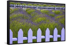 USA, Washington State, Sequim. Field of Lavender with Picket Fence-Jean Carter-Framed Stretched Canvas