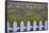 USA, Washington State, Sequim. Field of Lavender with Picket Fence-Jean Carter-Framed Stretched Canvas