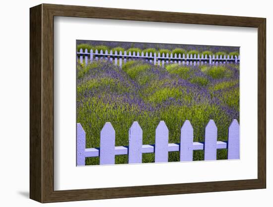 USA, Washington State, Sequim. Field of Lavender with Picket Fence-Jean Carter-Framed Photographic Print