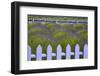 USA, Washington State, Sequim. Field of Lavender with Picket Fence-Jean Carter-Framed Photographic Print