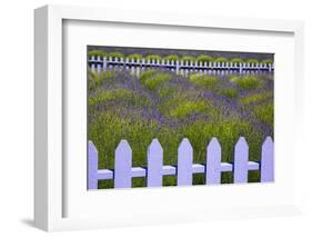 USA, Washington State, Sequim. Field of Lavender with Picket Fence-Jean Carter-Framed Photographic Print