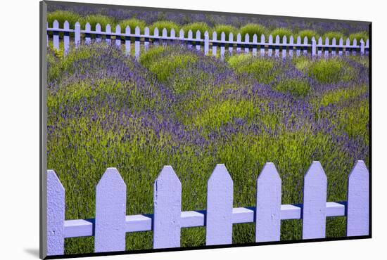 USA, Washington State, Sequim. Field of Lavender with Picket Fence-Jean Carter-Mounted Photographic Print