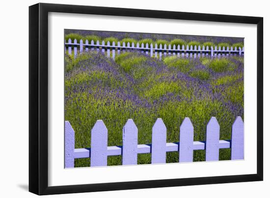 USA, Washington State, Sequim. Field of Lavender with Picket Fence-Jean Carter-Framed Photographic Print