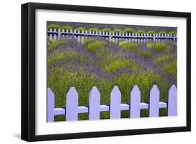 USA, Washington State, Sequim. Field of Lavender with Picket Fence-Jean Carter-Framed Photographic Print