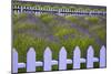 USA, Washington State, Sequim. Field of Lavender with Picket Fence-Jean Carter-Mounted Photographic Print