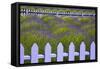 USA, Washington State, Sequim. Field of Lavender with Picket Fence-Jean Carter-Framed Stretched Canvas