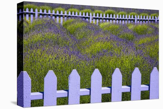 USA, Washington State, Sequim. Field of Lavender with Picket Fence-Jean Carter-Stretched Canvas