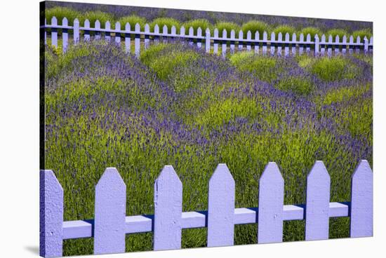 USA, Washington State, Sequim. Field of Lavender with Picket Fence-Jean Carter-Stretched Canvas