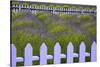 USA, Washington State, Sequim. Field of Lavender with Picket Fence-Jean Carter-Stretched Canvas