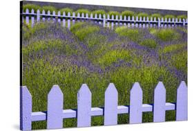 USA, Washington State, Sequim. Field of Lavender with Picket Fence-Jean Carter-Stretched Canvas