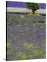 USA, Washington State, Sequim, Lavender Field in full boom with Lone Tree-Terry Eggers-Stretched Canvas