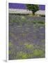 USA, Washington State, Sequim, Lavender Field in full boom with Lone Tree-Terry Eggers-Framed Photographic Print