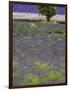 USA, Washington State, Sequim, Lavender Field in full boom with Lone Tree-Terry Eggers-Framed Photographic Print