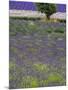 USA, Washington State, Sequim, Lavender Field in full boom with Lone Tree-Terry Eggers-Mounted Photographic Print