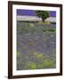 USA, Washington State, Sequim, Lavender Field in full boom with Lone Tree-Terry Eggers-Framed Photographic Print