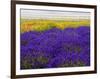 USA, Washington State, Sequim, Lavender Field-Terry Eggers-Framed Photographic Print