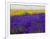 USA, Washington State, Sequim, Lavender Field-Terry Eggers-Framed Photographic Print