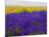 USA, Washington State, Sequim, Lavender Field-Terry Eggers-Mounted Photographic Print
