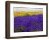 USA, Washington State, Sequim, Lavender Field-Terry Eggers-Framed Photographic Print