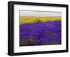 USA, Washington State, Sequim, Lavender Field-Terry Eggers-Framed Photographic Print