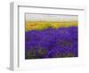 USA, Washington State, Sequim, Lavender Field-Terry Eggers-Framed Photographic Print