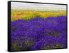 USA, Washington State, Sequim, Lavender Field-Terry Eggers-Framed Stretched Canvas