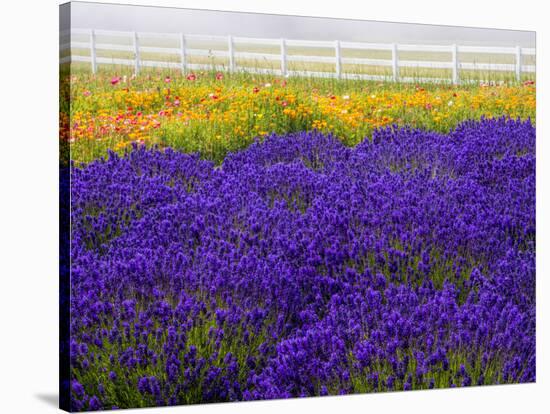 USA, Washington State, Sequim, Lavender Field-Terry Eggers-Stretched Canvas