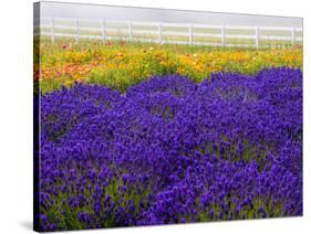 USA, Washington State, Sequim, Lavender Field-Terry Eggers-Stretched Canvas