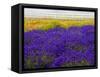 USA, Washington State, Sequim, Lavender Field-Terry Eggers-Framed Stretched Canvas