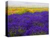 USA, Washington State, Sequim, Lavender Field-Terry Eggers-Stretched Canvas