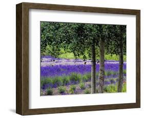 USA, Washington State, Sequim, Lavender Field-Terry Eggers-Framed Photographic Print