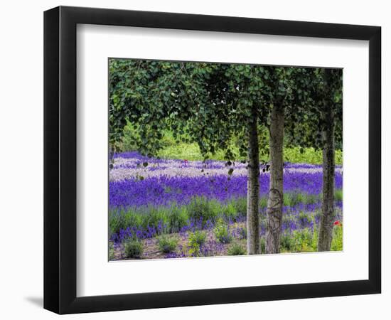 USA, Washington State, Sequim, Lavender Field-Terry Eggers-Framed Photographic Print