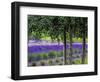 USA, Washington State, Sequim, Lavender Field-Terry Eggers-Framed Photographic Print