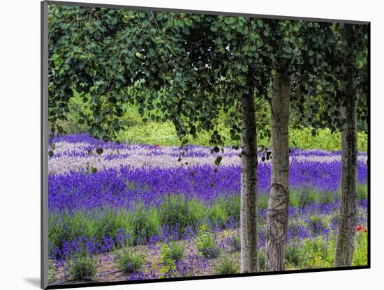 USA, Washington State, Sequim, Lavender Field-Terry Eggers-Mounted Photographic Print