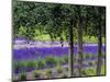 USA, Washington State, Sequim, Lavender Field-Terry Eggers-Mounted Photographic Print