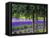 USA, Washington State, Sequim, Lavender Field-Terry Eggers-Framed Stretched Canvas