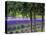 USA, Washington State, Sequim, Lavender Field-Terry Eggers-Stretched Canvas