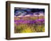 USA, Washington State, Sequim, Lavender Field-Terry Eggers-Framed Photographic Print