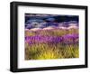 USA, Washington State, Sequim, Lavender Field-Terry Eggers-Framed Photographic Print