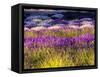 USA, Washington State, Sequim, Lavender Field-Terry Eggers-Framed Stretched Canvas